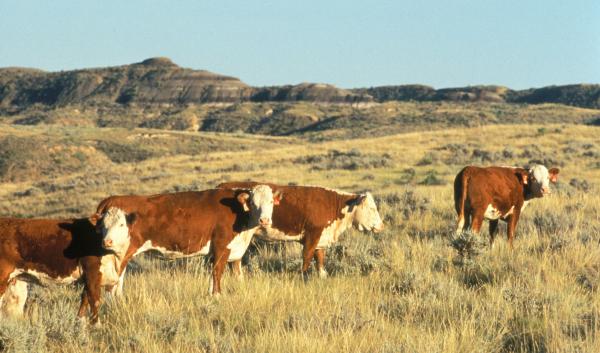 Herford cattle near Miles City, MT