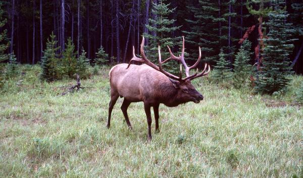 Roosevelt elk bugling outside of a forest.