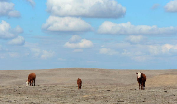 3 cows on dry, brown range