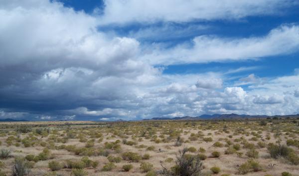 Chihuahuan Desert Rangeland in New Mexico