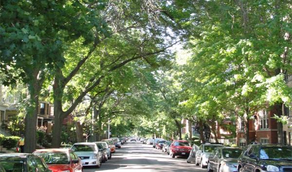 Shady, tree-lined Chicago residential street.