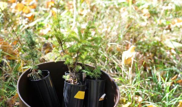 Tree seedlings in bucket