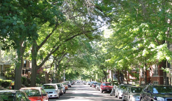 Neighborhood trees line a city street
