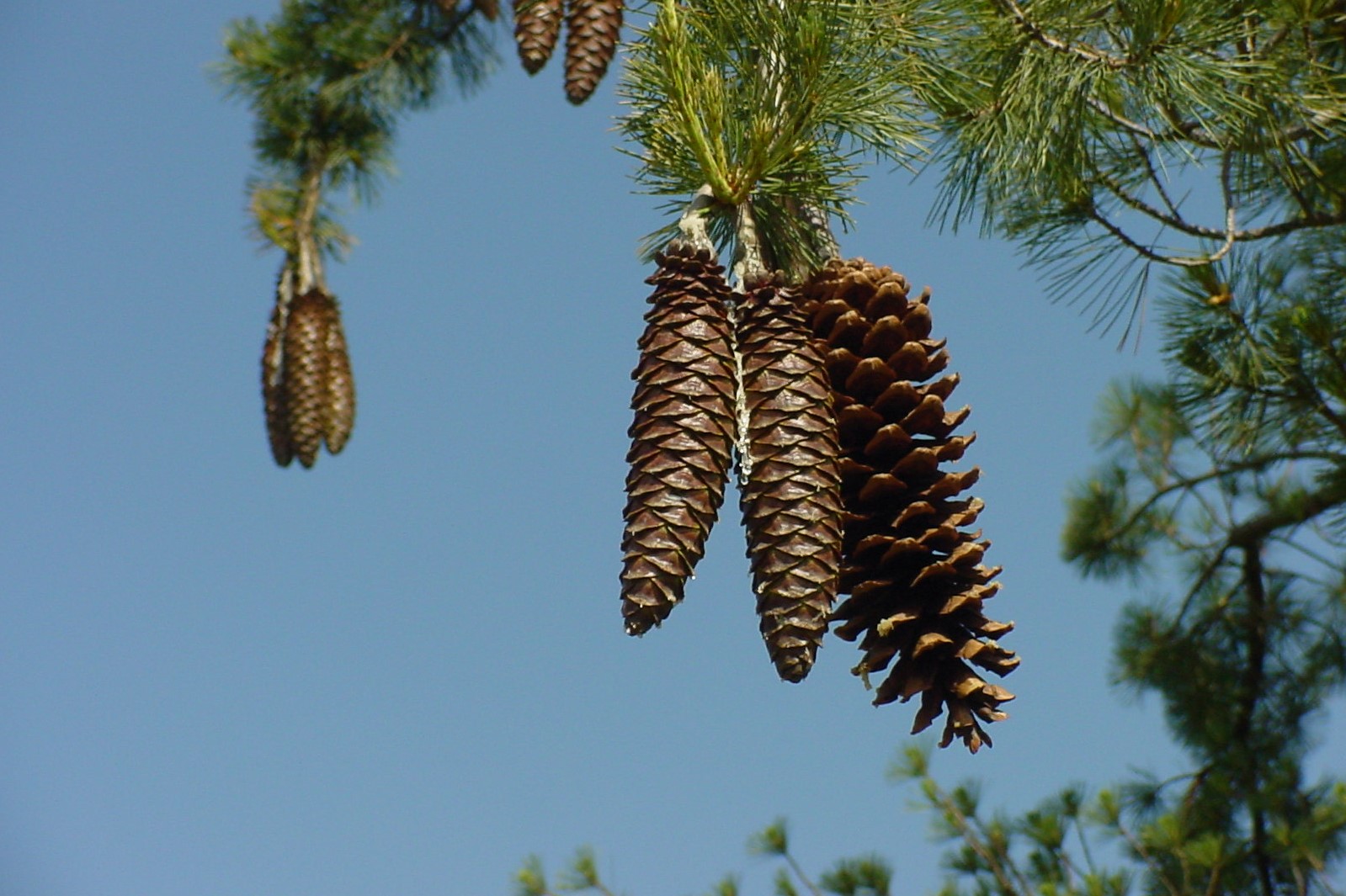 4 sugar pine cones in a tree