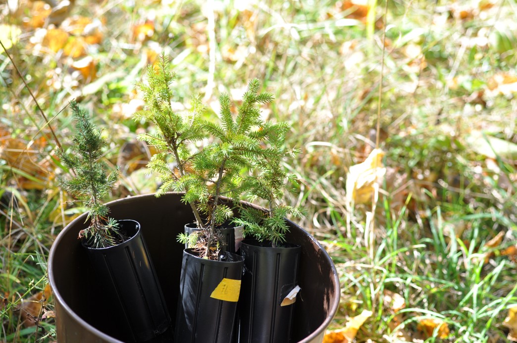 Tree plugs in a bucket